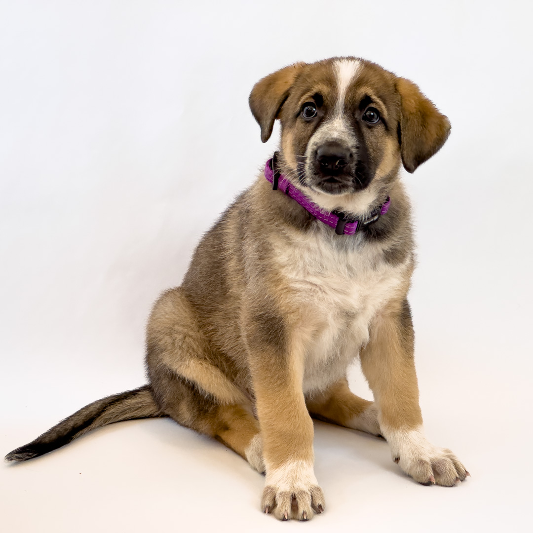 Description of image