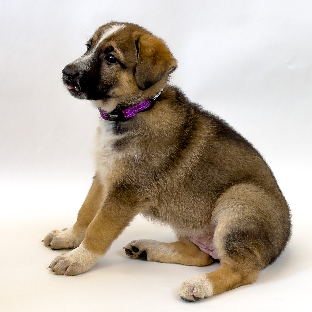 Description of image