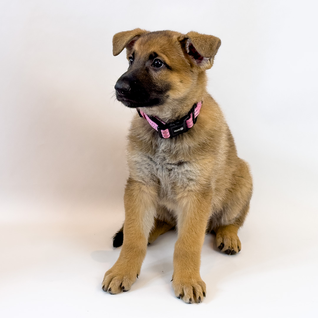 Description of image