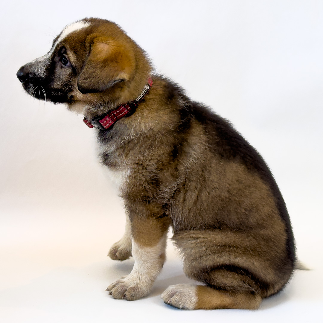 Description of image