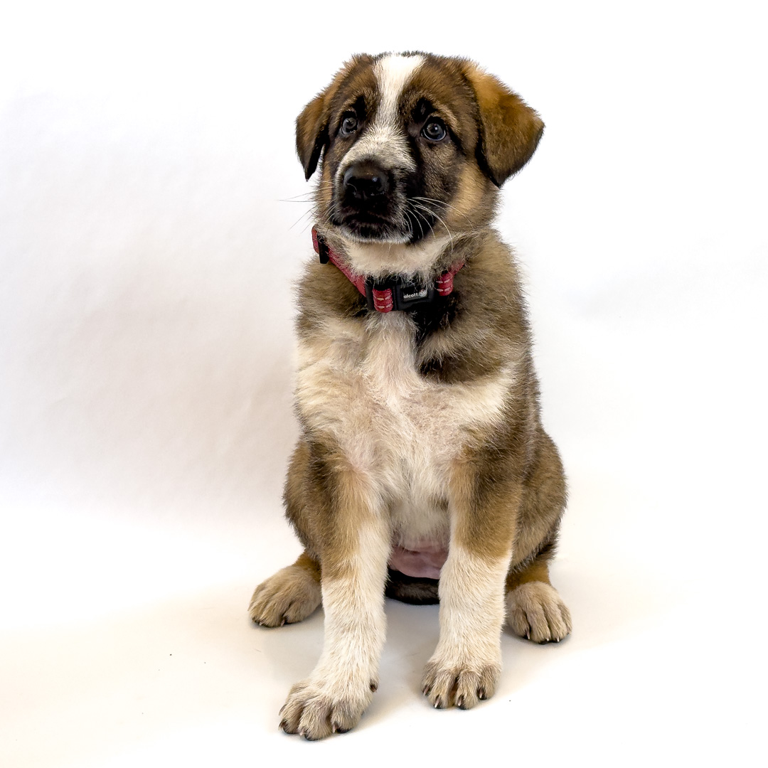 Description of image