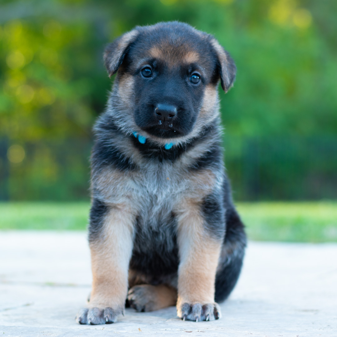 Description of image