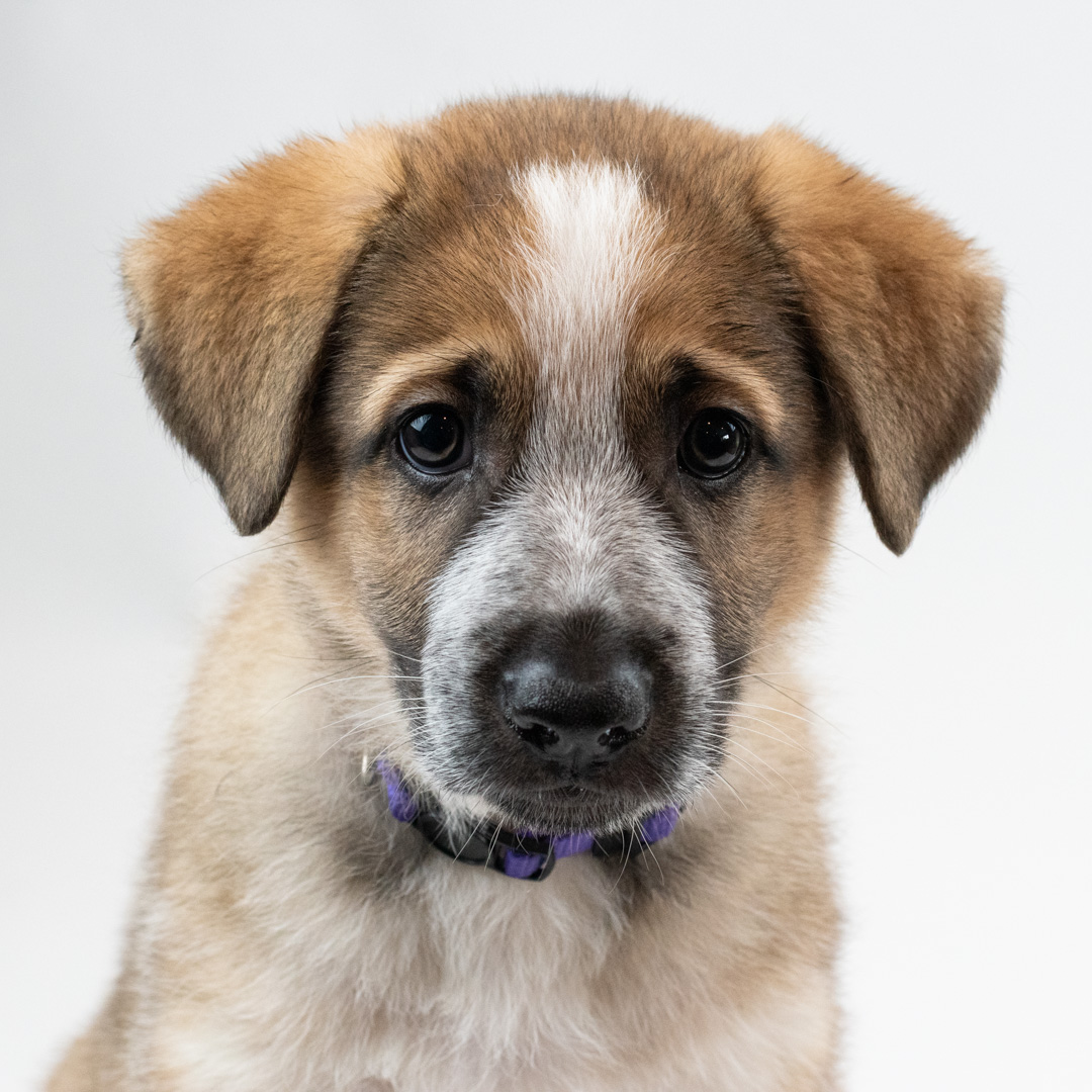 Description of image