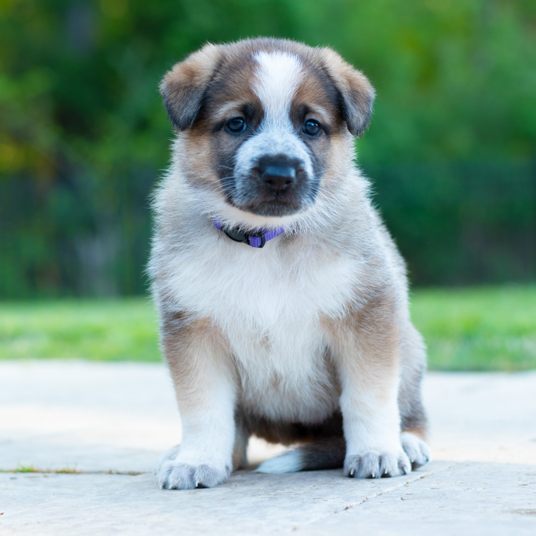 Description of image