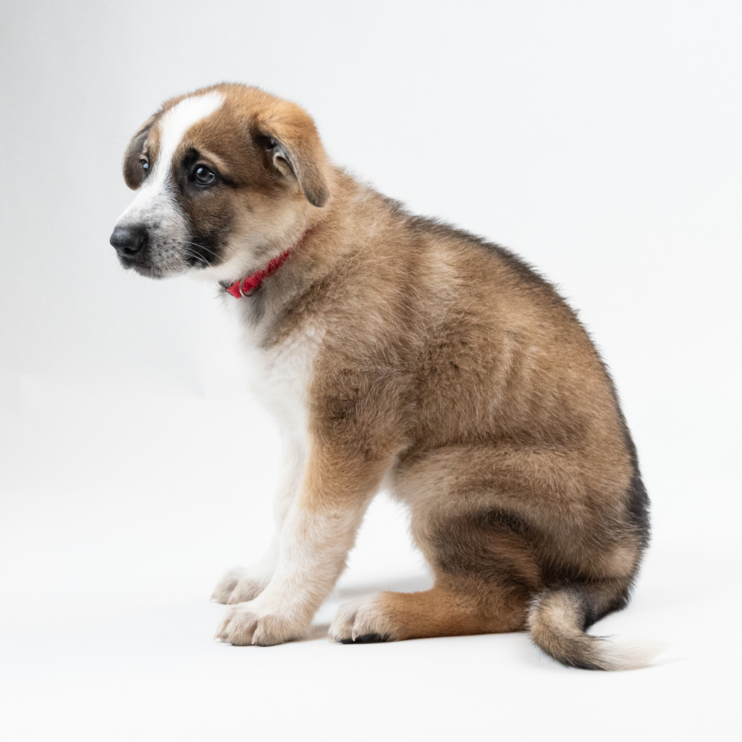 Description of image